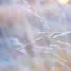 Pastel Softness
