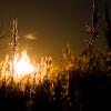 Golden Flare