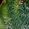 Dew Scape