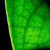 Green Leaf