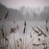 Foggy Lake