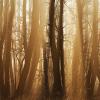 Golden Mist
