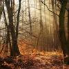 Talking Trees