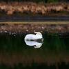 Sleeping Swan