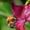 Bumble Bee